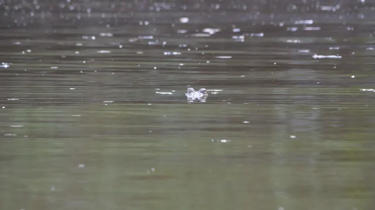 原來鰐魚只是露出眼睛