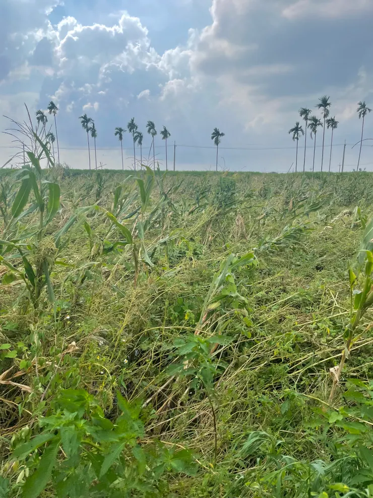 颱風造成的狂風也像是猛烈的老虎