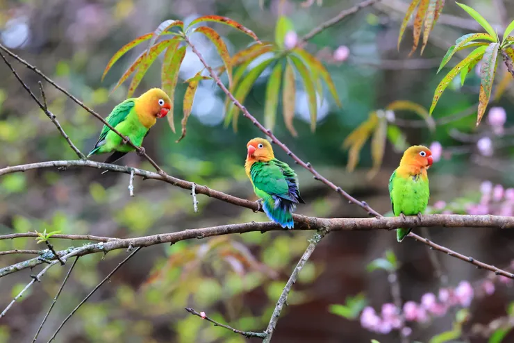 枝頭的費氏牡丹鸚鵡們