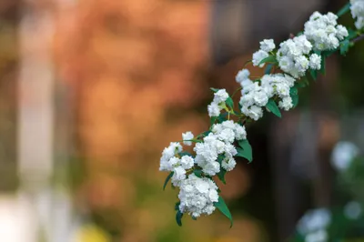 三月的花是迎接春天的笑容