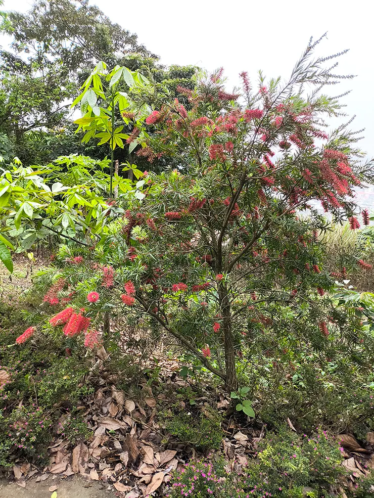 整株植物的外型