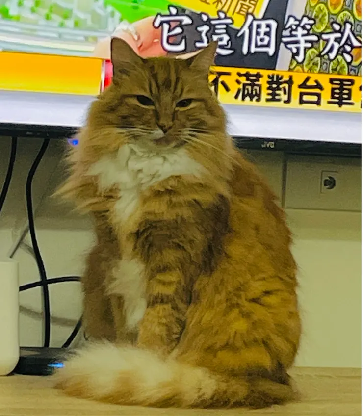 貓咪有時站在螢幕前，是為了告訴貓奴：『我比電視好看，趕快看我！』