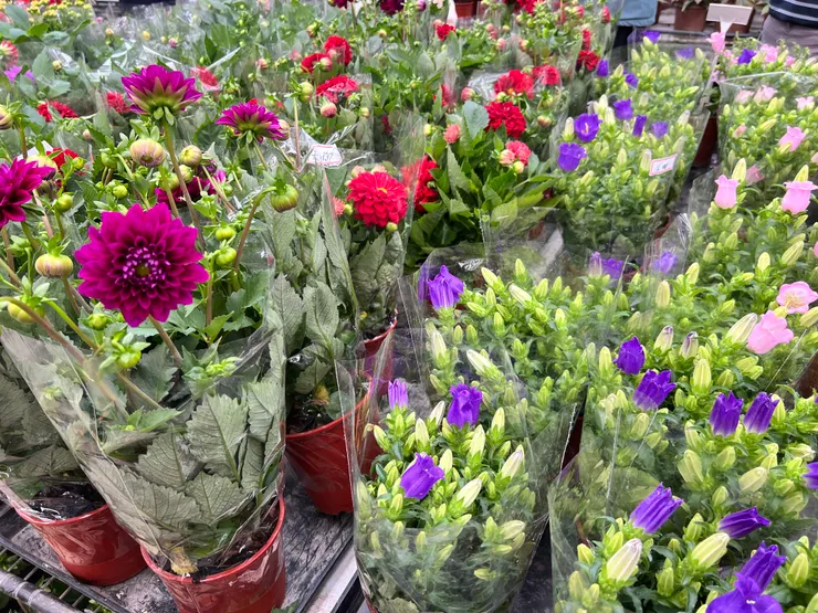 多款花種…風鈴草、瑪格麗特、仙客來、長壽花等