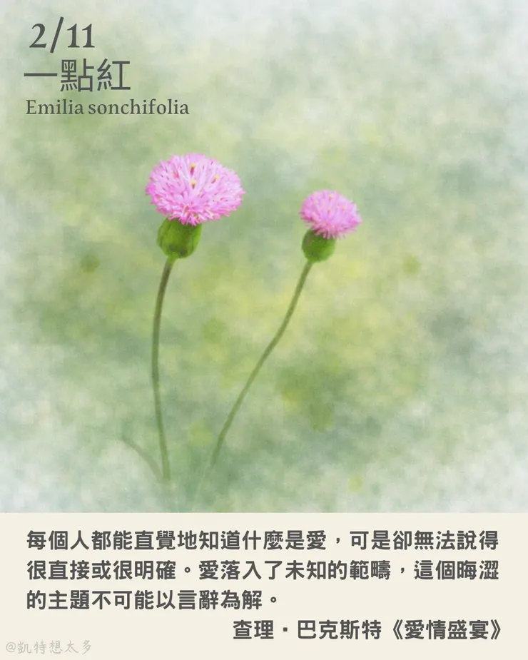 《一日一花・一句》｜2 月 11日｜一點紅×查理‧巴克斯特《愛情盛宴》