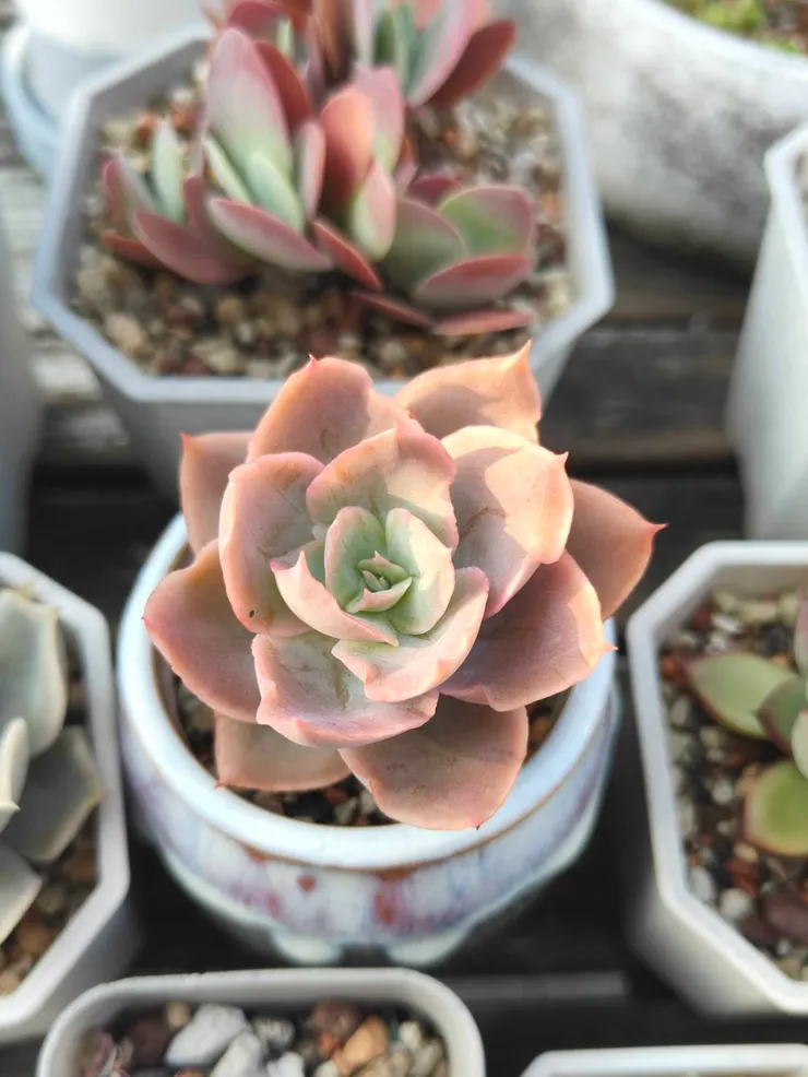 相較其它品種，頂樓這株凱特X莎薇娜，因為基因的關係很容易顯色