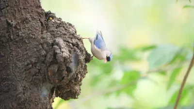 用另一角度看絨額鳾
