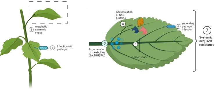 SAR。By YumeOmoi - Own work, CC BY-SA 4.0