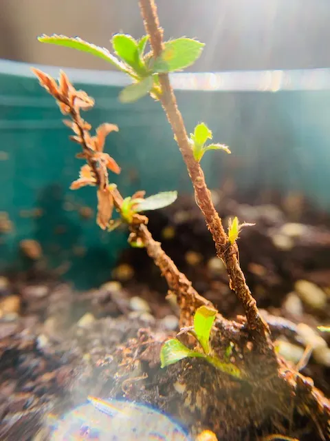 家中陽臺上的杜鵑，攝于2025年冬  