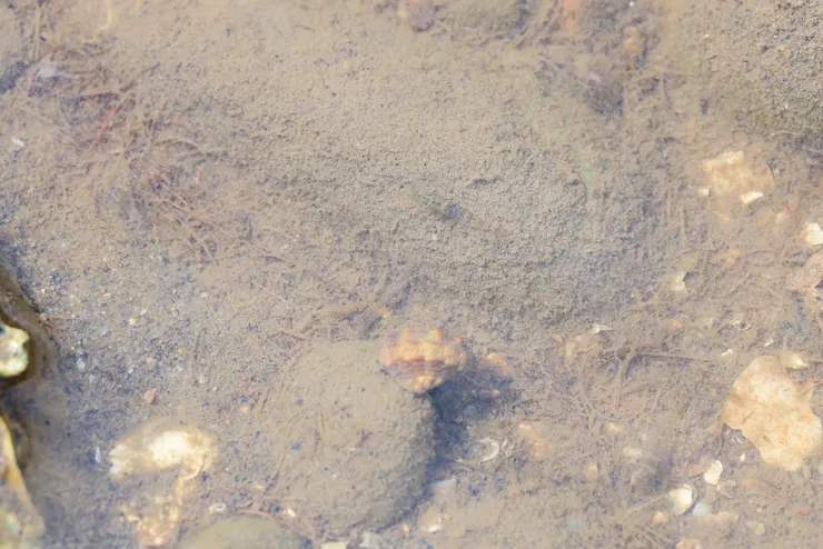 仔細看，潮池水底躲了許多透明的小蝦