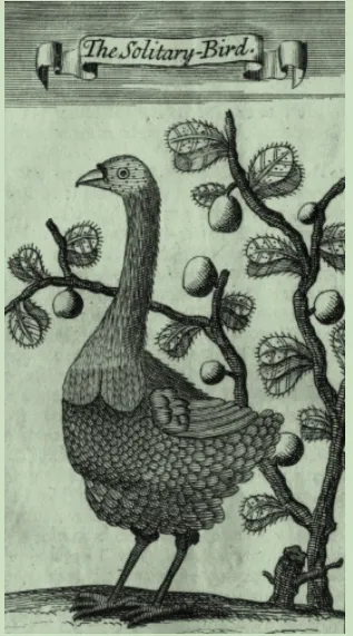 「孤獨的鳥」（Leguat 1708）