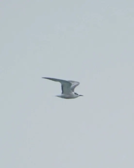 未成年的燕鷗，頭的顔色還沒變黑