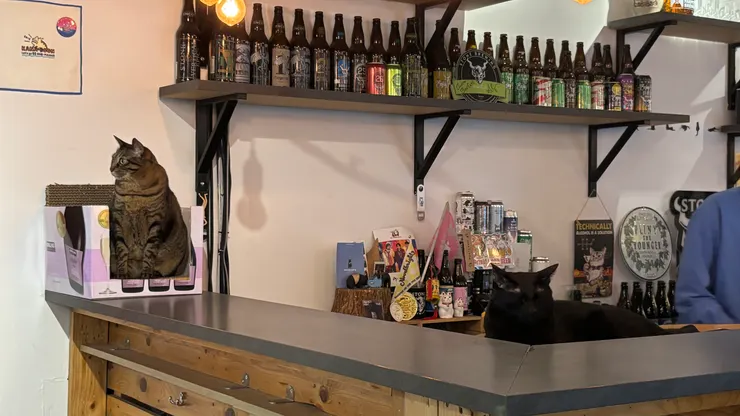 鶴屋咖啡 Zuruya Cafe｜店貓好可愛!