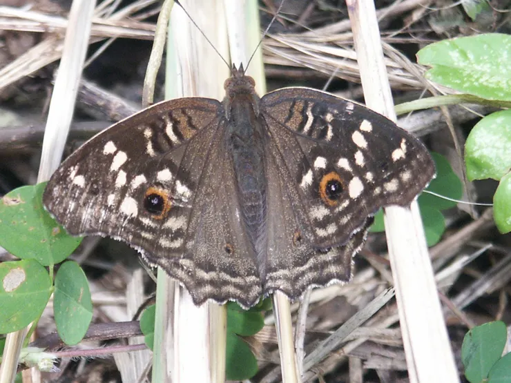 飛蛾類翅膀上常有假眼睛圖形，以達到威嚇欺敵的保護作用