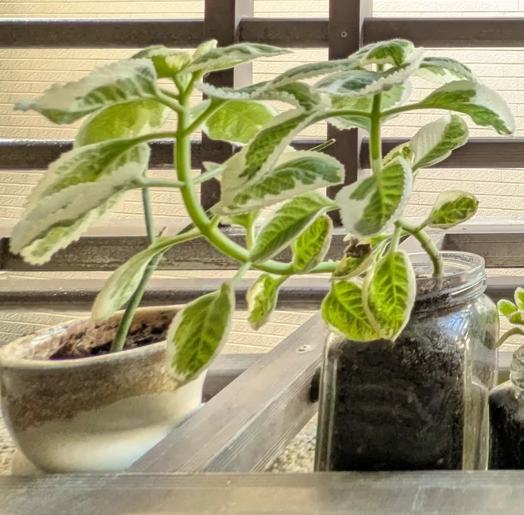 碳左旺旺明顯往光的地方長（2025/05/24攝）