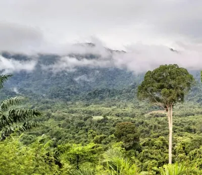 雨文言寺的小森林