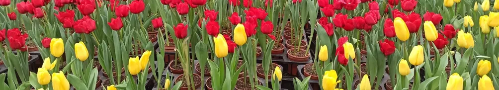 Albert 自學生活的沙龍