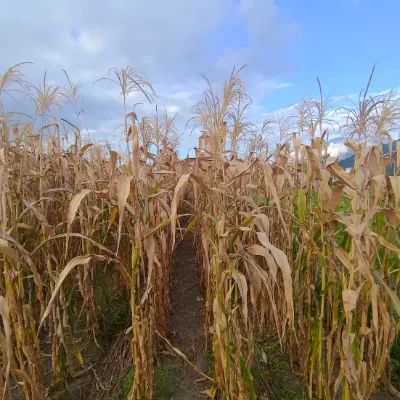 一個小地方的沙龍