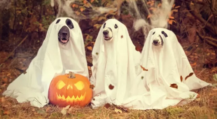 狗狗們也可以玩變裝喔！