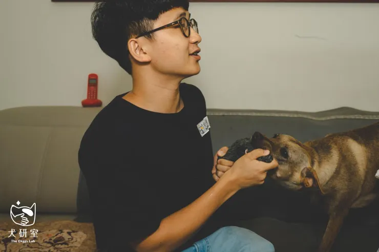 開心玩玩具的狗狗