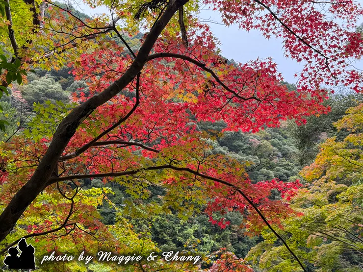 初晨的滝尻王子，楓紅與溪水讓人心靜