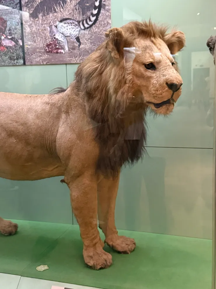 獅子等比例標本