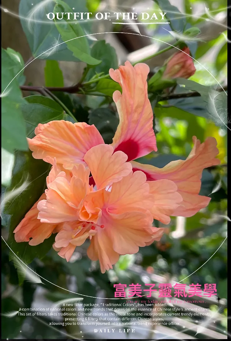 金塔朱瑾🥰🥰🥰-富美子靈氣美學