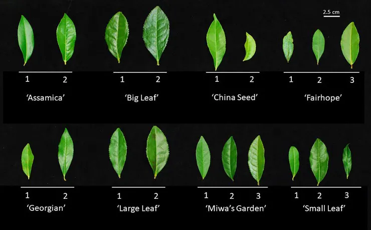 茶的多樣性。圖片取自期刊。
