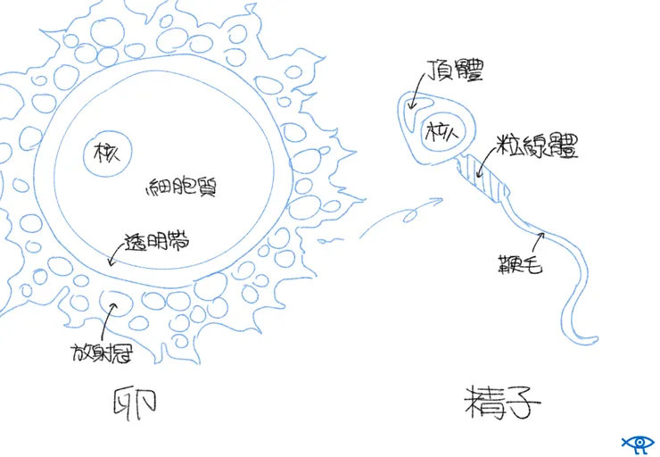 卵子、精子構造圖。RS 自行繪製