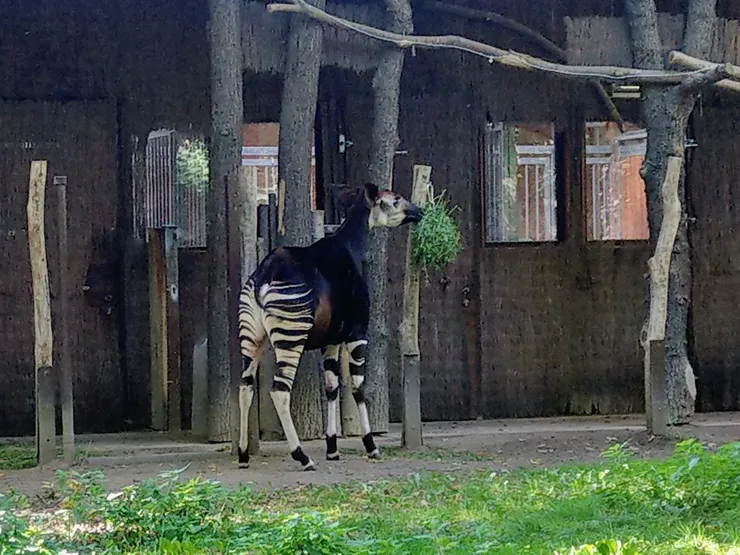 長得像斑馬又像長頸鹿