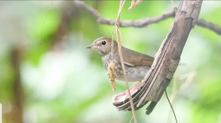 紅尾歌鴝，體型較少，沒有藍色項鍊