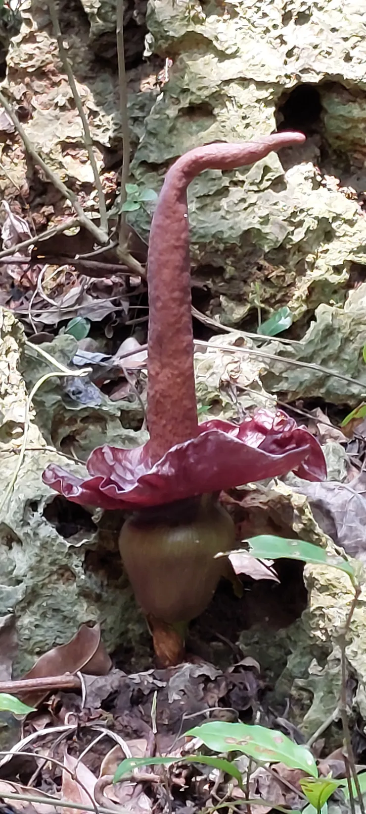 台灣魔芋