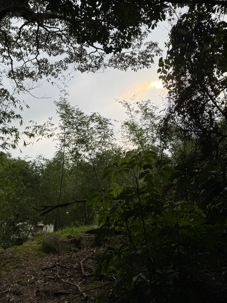 2026/04/11 圓圓睡覺的地方看出去的景色