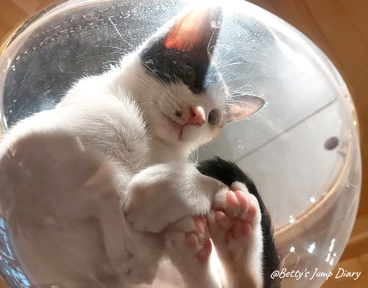 ▲踏踏咖啡-貓咪/圖片來源：Betty's Jump Diary