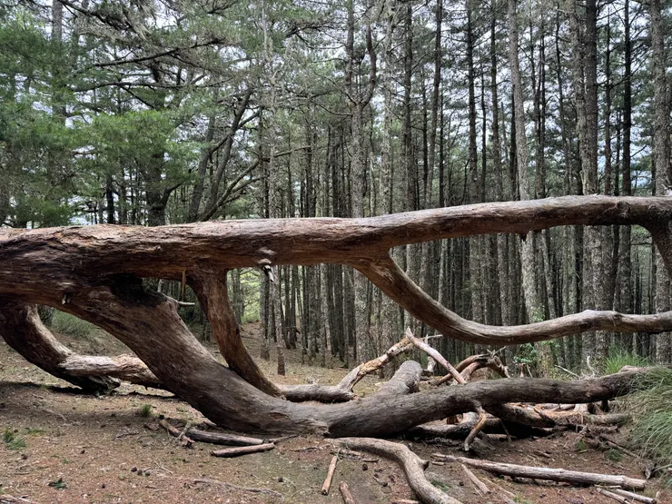 倒樹成眾山友拍照熱點