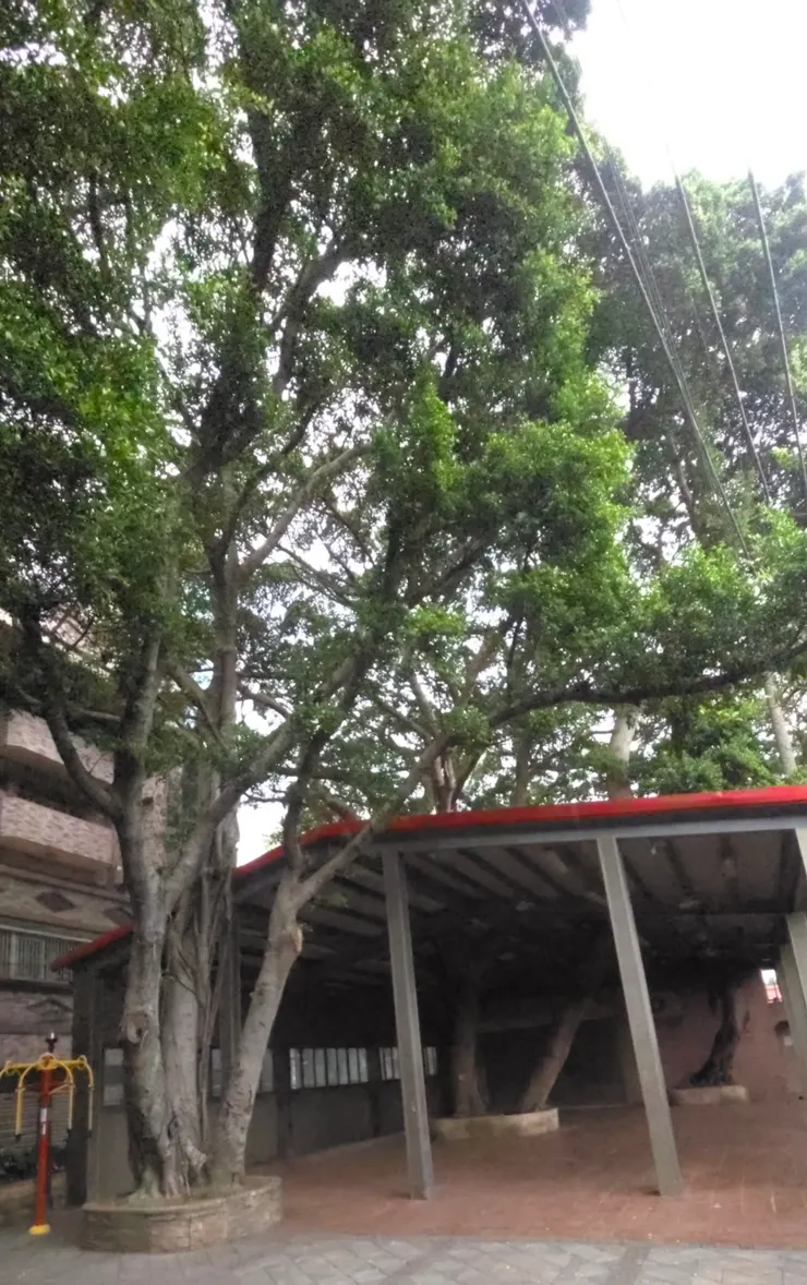 穿越遮雨棚架的百年老榕樹！