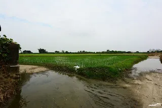 這片稻田應該也算是牛稠溪的行水區吧-往大林方向拍&nbsp;