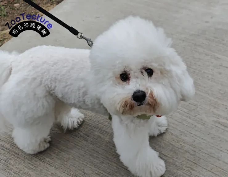 ZooTecture 毛毛神經建築:寵物空間學,專治空間 Bug、守護百萬裝潢。PetLogic 毛毛邏輯:動物行為學,專治溝通障礙、讀懂求救訊號。