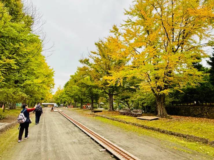 植物園裡的銀杏道