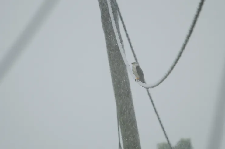 大雨得想下雪一樣