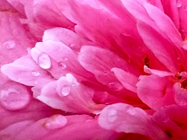 願得一心人，白頭不相離。