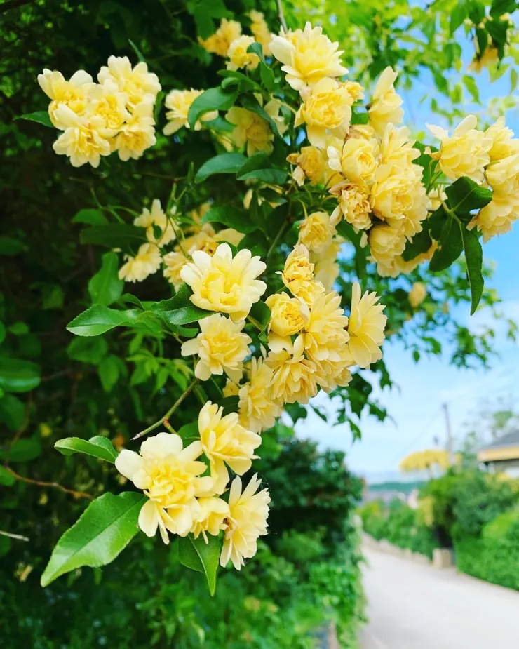 圖四:開到 120% 的肥皂花(我自己取名的XD)