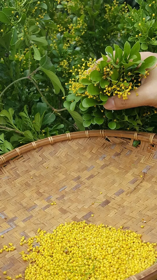 只要搓一搓枝葉,樹蘭花就會掉落。