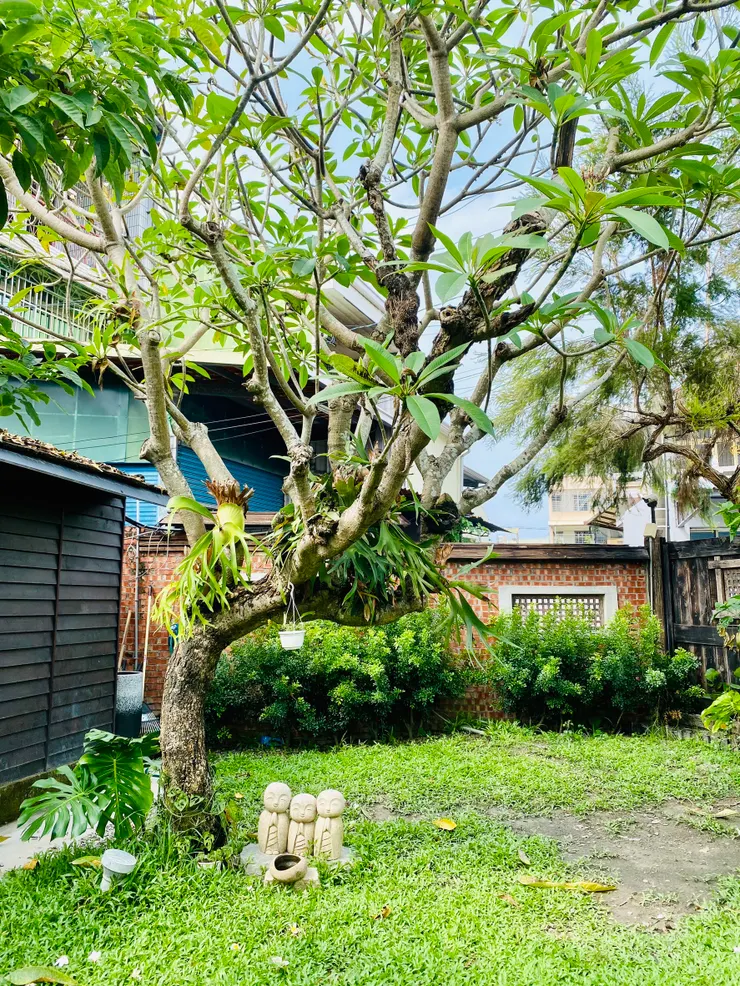 在雞蛋花下的小沙彌