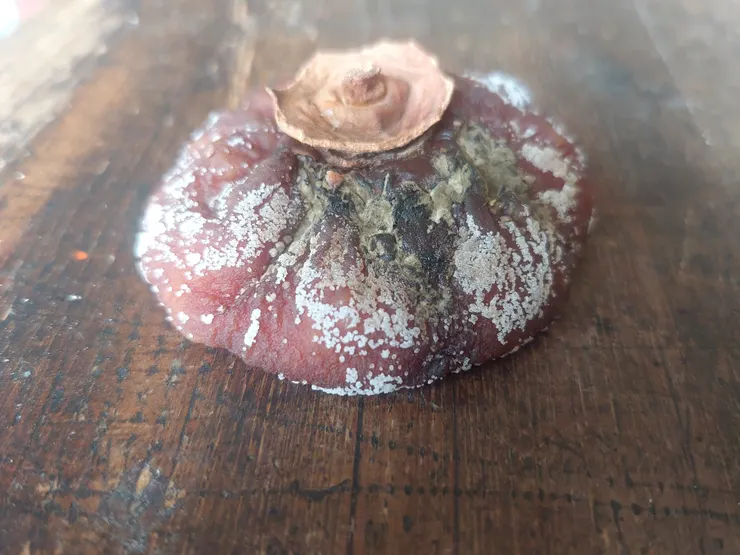 原本發霉的地方沒有再擴散，反而被抑制住了。