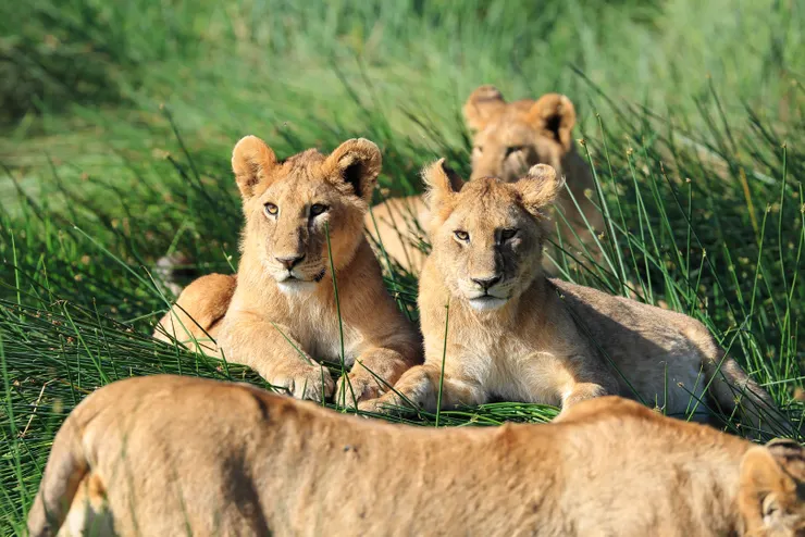 午後柔美的光線與小獅子們