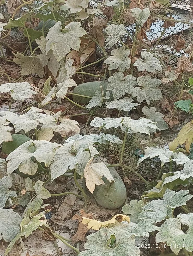 見方之園冬瓜種，皆自拍攝