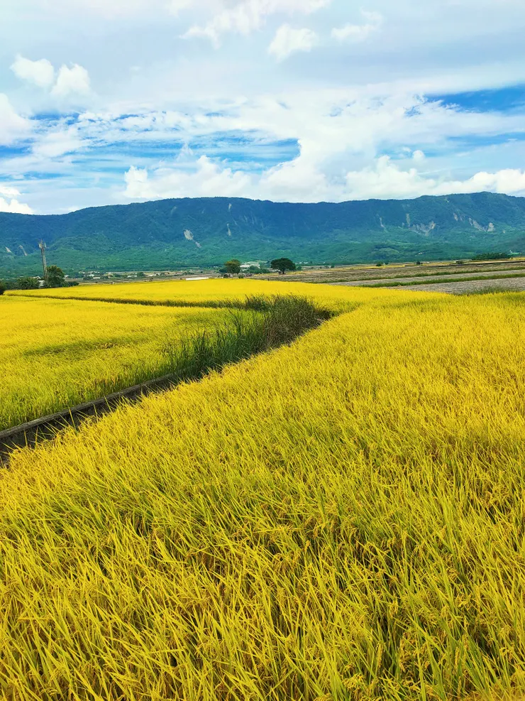 伯朗大道一望無際的金色稻田