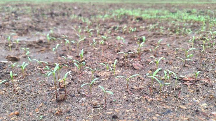 播種後7天左右便發芽，得利於連日降雨的氣候