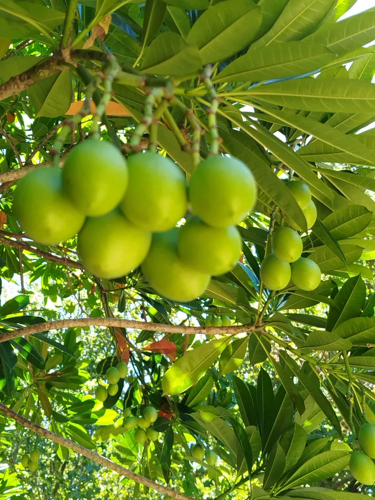 未成熟的海檬果