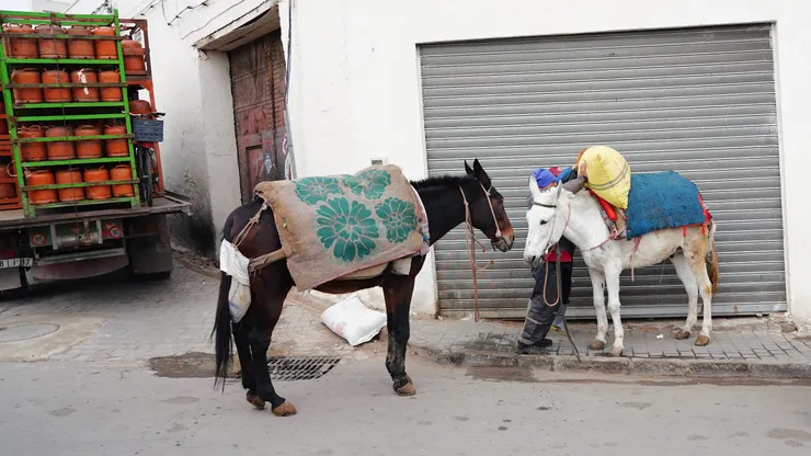 老城中驢子馱負重物